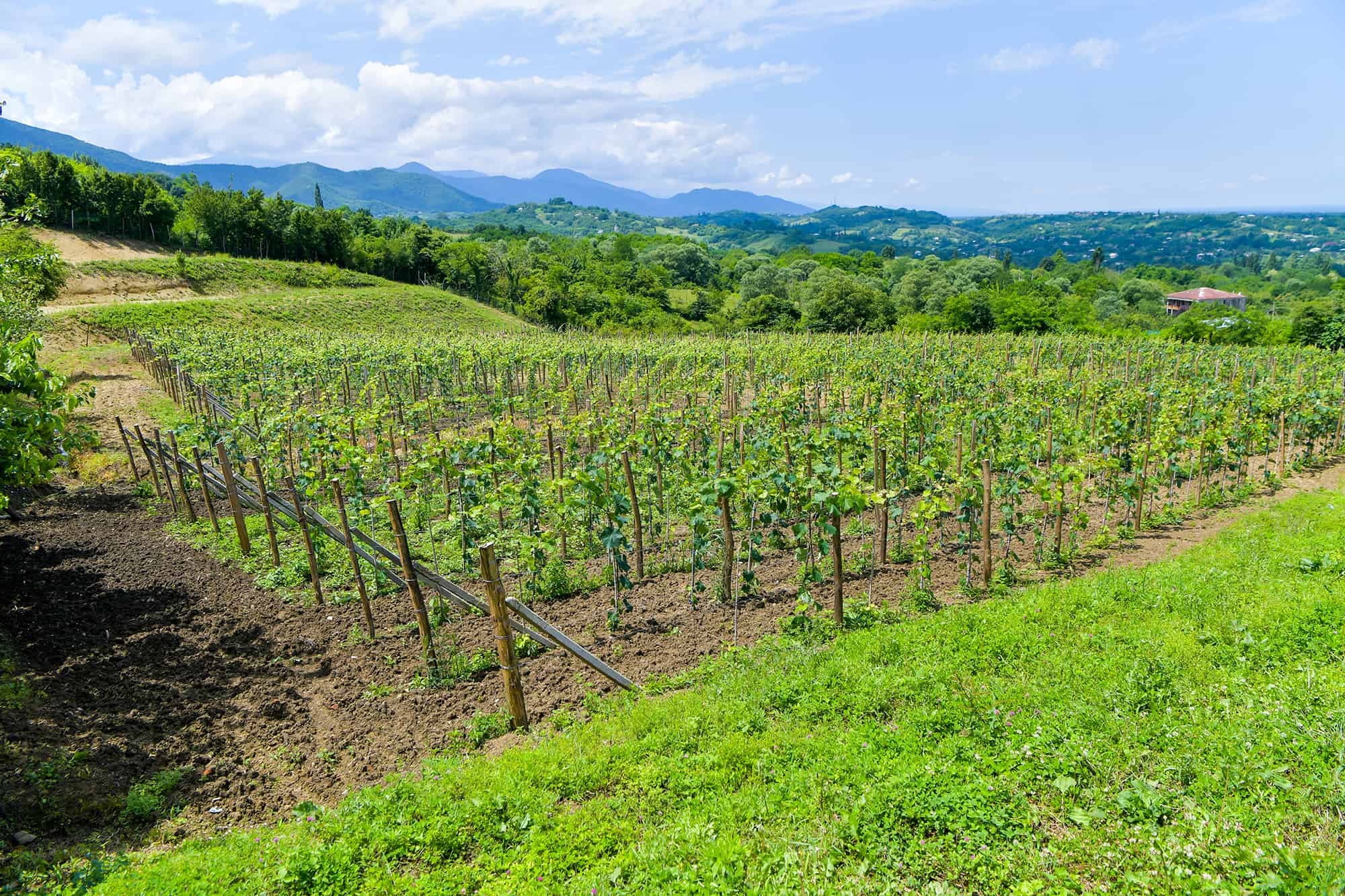 Zura Ghvaladze Winery